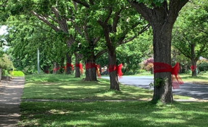Tie a (Red) Ribbon round the Burr Oak Tree